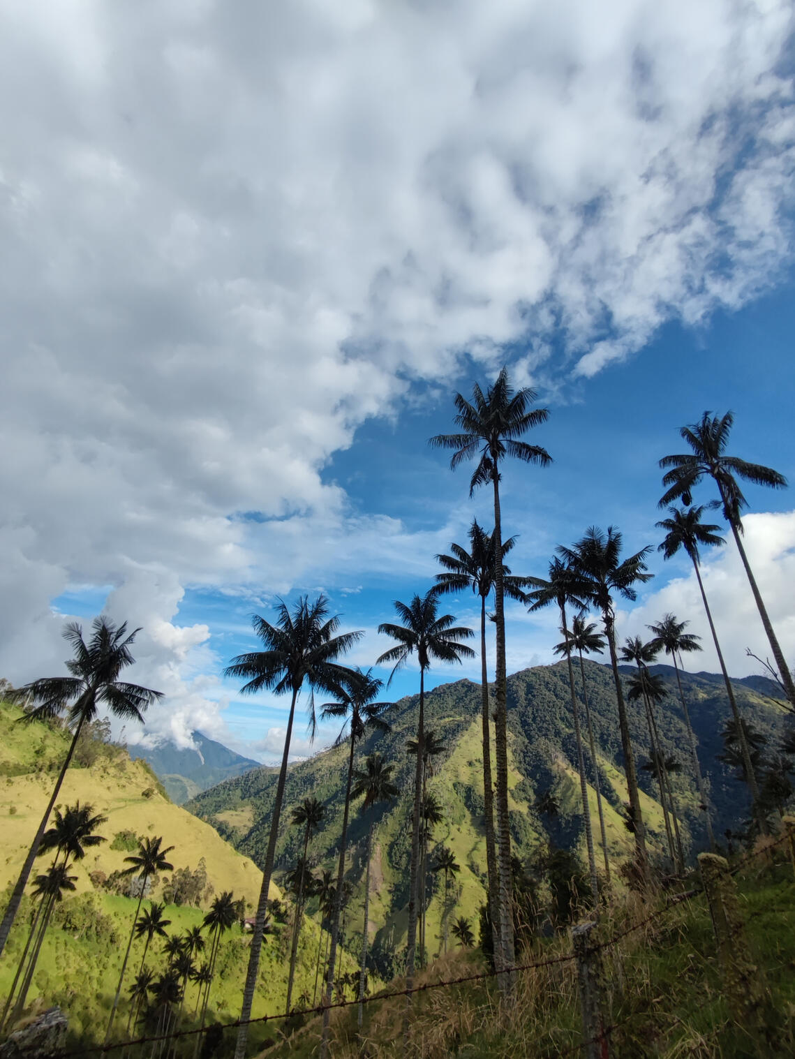 OffRoad trip Volcán Machín y bosque de palmas